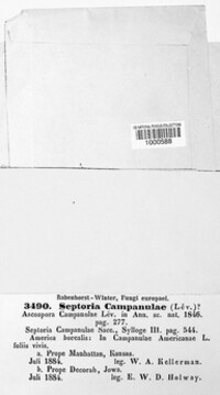 Septoria campanulae image